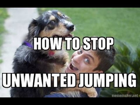 How to Train your DOG NOT to JUMP How to Train your DOG NOT to JUMP