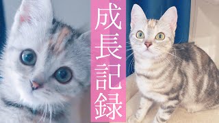 【祝1歳】アメショ子猫の成長記録《生後2ヶ月〜12ヶ月》【メリア】