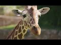 a girafa 🦒 animais para crianças 🌳 episódio 7