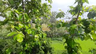 Rain | Jahurul Islam Medical College | Belcony View | Room 409