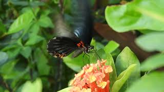 大鳳蝶（Papilio memnon）