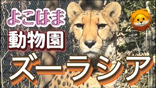 #よこはま動物園ズーラシア/ オカピに逢いに行って来た/ 60代主婦の一人動物園/ 動物園散歩🦁