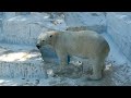 ホウちゃん に出来ない事は無い 🐻‍❄️👏 長い間ジャンプしてポリタンクゲット🐻‍❄️❤️ at 天王寺動物園　