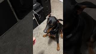 Doberman plays trick or treat