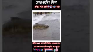 😱রোড ক্রসিং 🐟🐬🦈 ফিশ রাতটা পার হবেমাছ 🎏🎏🐟😱 unknown facts#shorts#shortsbangla