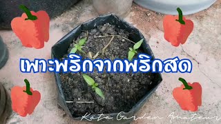 👩‍🌾เพาะพริกหวานจากพริกสด​แบบง่ายๆที่ใครๆก็ทำได้😀🌶️