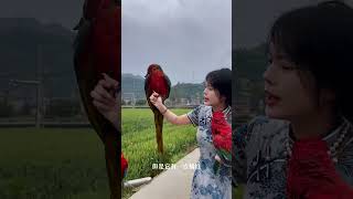 什么是红金刚？ 你更喜欢哪一个？#鹦鹉小姑 #金刚鹦鹉#Parrot#Hobbies#shorts