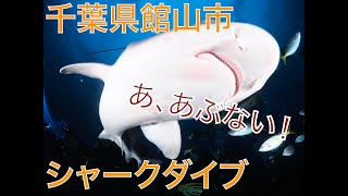 【Beautiful Japanese Sea】Vol.1千葉県伊戸　「サメの群れの中にダイビング！」