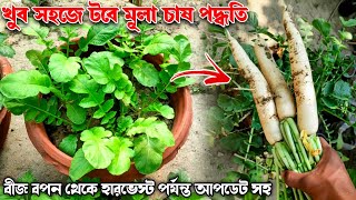 টবে মুলা চাষের আধুনিক পদ্ধতি | Growing White Radish in Pot From Seeds to Harvest