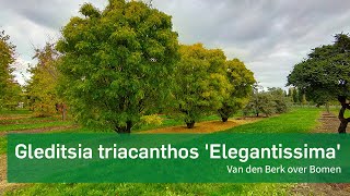 Gleditsia triacanthos 'Elegantissima'  - Van den Berk over Bomen