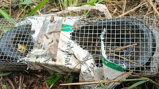 bẫy rắn luồng bẫy hổ hành này tiếp tục đụng quái vật/snake trap in Vietnam