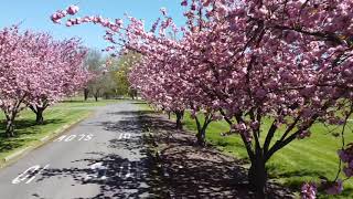 The beauty of Kwanzan Cherry trees