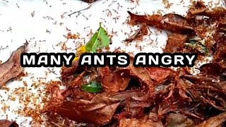 THE ANTS ANGRY