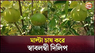 মাল্টা চাষে দিলিপের ভাগ্যবদল! | Netrokona News | Malta | Channel 24