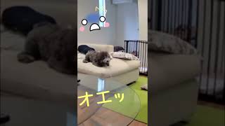 【閲覧注意】ペットカメラは見た🎥衝撃の瞬間が映ってました🐩🐕#Shorts #ガブウリchannel  #トイプードル