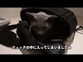 【ロシアンブルー】リュック猫爆誕