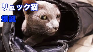 【ロシアンブルー】リュック猫爆誕