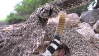 Slow motion rattlesnake bite