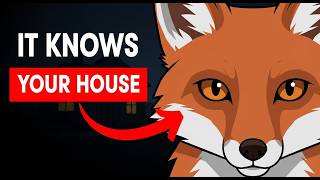 What It Means When a Fox Sits and Stares at Your House Without Moving