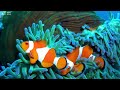 dream aquarium 4k marvel at sea animal in the best aquarium fish tank sounds for sleep study