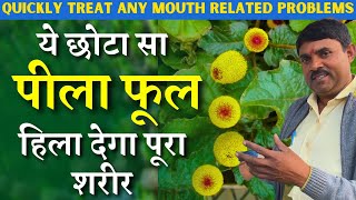 ये छोटा सा पीला फूल हिला देगा पूरा शरीर || This Small can cure any mouth related problems in 5 min.