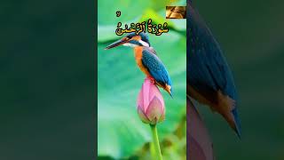 Beautiful Quran recitation | with amazing cute bird photography #shorts
