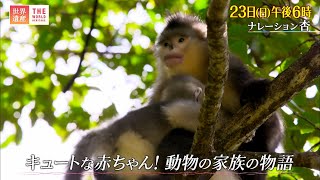 『世界遺産』7/23(日) キュートな赤ちゃん！動物の家族の物語【TBS】