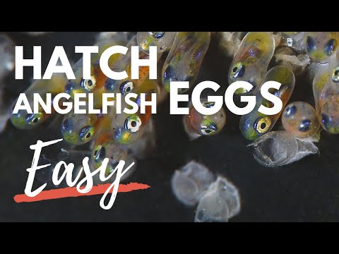 Should I remove unfertilized angelfish eggs?