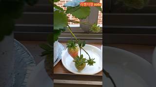 창틈에서 자라는 킹스베리 딸기 #garden #plants#킹스베리