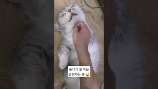 딥슬립중인 고양이 놀리기