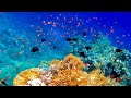 Red Sea Diving and Snorkeling with Whaleshark in El Quseir, Mars Alam Hurghada Egypt 4K