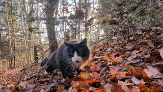 Norwegian Forest Cat: Odin in \