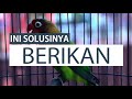 CARA BIKIN LOVEBIRD LATAH NGEKEK PANJANG