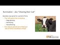 Beef Skillathon Study Series: Ruminant Digestive System