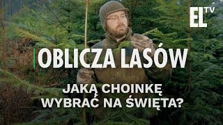 Żywa czy sztuczna? Jak wybrać choinkę na święta? | Oblicza lasów #6