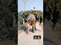 short video elephant yah hathi bahut hi khatarnak hai duniya ki sabse khubsurat hathi bahut badi