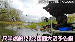 2023.4.17 茨戸耕北川乗っ込みへらぶな釣りと尺半爆釣函館大沼予告編