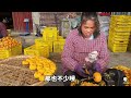 aunty peels 200 persimmons a day