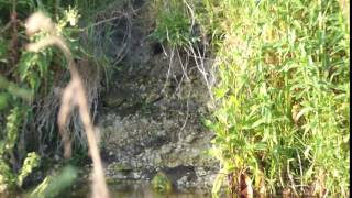 Kingfisher leaving its nest site :)