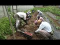 セイコー農園210612杏ほか収穫・金ゴマ移植・採種