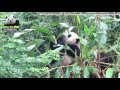 20151010 倒立爬樹的圓仔 the giant panda yuan zai