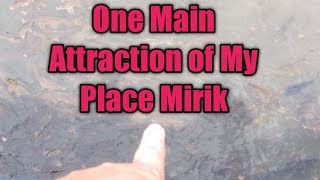 Fish In Mirik / One Main Attraction of Mirik / Mirik Lake Side