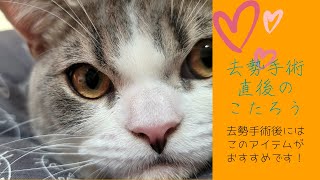 必見！！去勢手術後の猫ちゃんにオススメアイテムがこちらです！【Scottish Fold Kotarou】