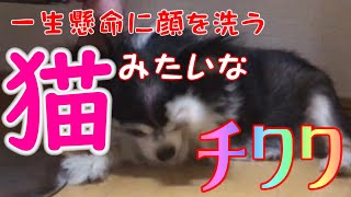 一生懸命に顔を洗う、猫みたいな チワワ