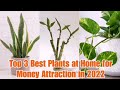 Top 3 Best Plants At Home For Money Attraction 2022 (@Tadeo Talan)