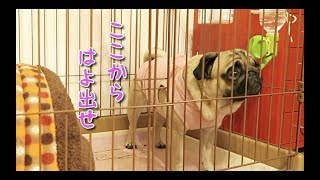 ゲージに顔を食い込ませ、はよ出せと圧力をかけてくるパグ犬ぷぅ pug