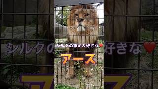 シルク💕の事が大好きなアース🦁【普段はポーカーフェースだけど】 #のんほいパーク #豊橋動物園 #アース #シルク #ライオン