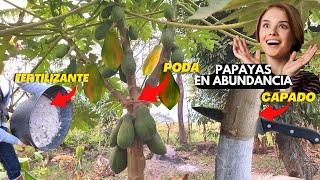 Papaya ¿Cómo tenerlo lleno de frutos? Capado, Fertilizante y Poda - Cuidados de la Lechosa