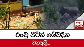 රංචු පිටින් ගම්වදින වනඅලි...