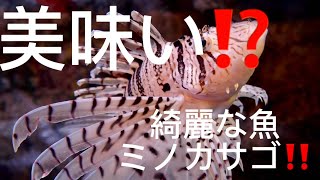 美味い⁉️ 綺麗で毒のあるミノカサゴ！実は美味い！？　ライブver  綺麗なお魚のみのかさごを知らない方は少ないと思います。実は美味しいのはあまり知られてないかと・・・